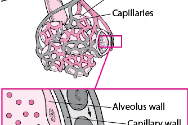 Блэк спрут зеркала bs2web